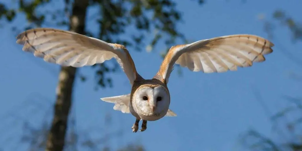 Chouette effraie au Nevada : comprendre une chasseuse nocturne sans folklore