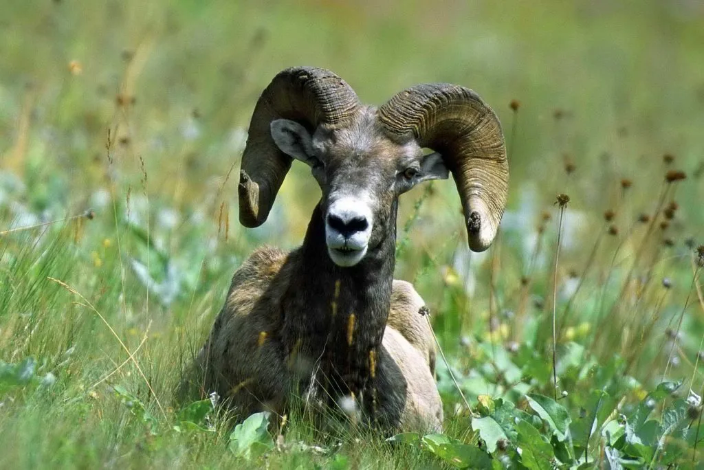 Mouflon d'Amérique au Nevada : observer le bighorn sans l'approcher