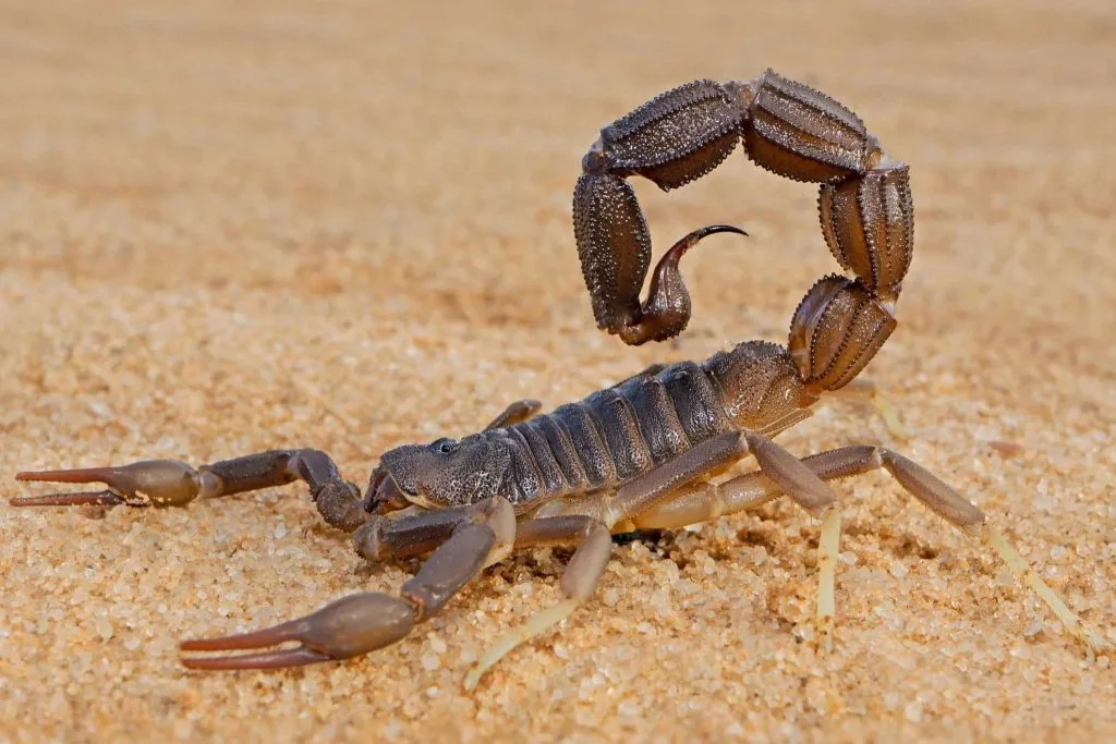 Scorpion du désert au Nevada : prudence simple pour rencontres nocturnes