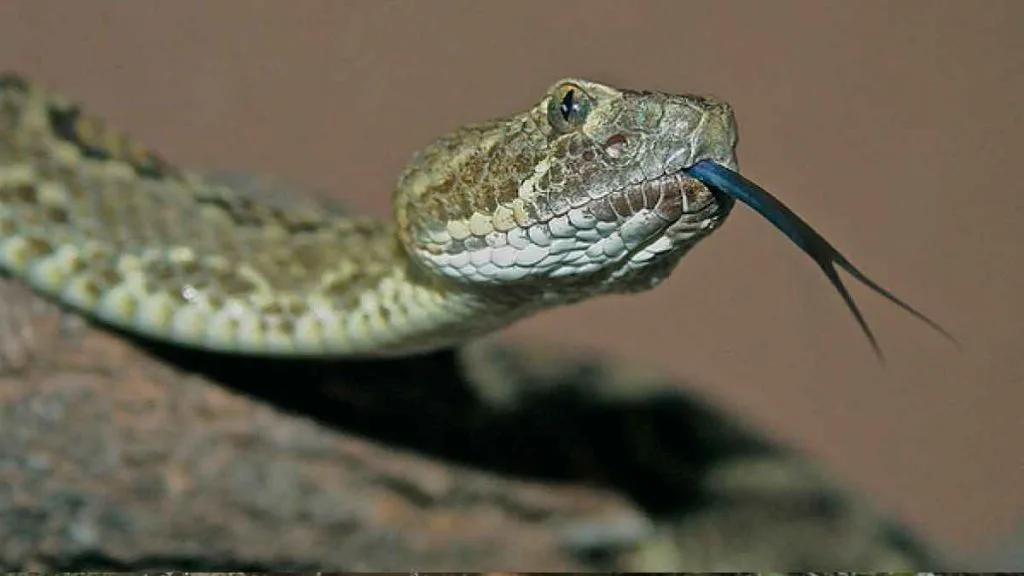 Serpents dans le désert du Nevada : reconnaître le risque sans paniquer