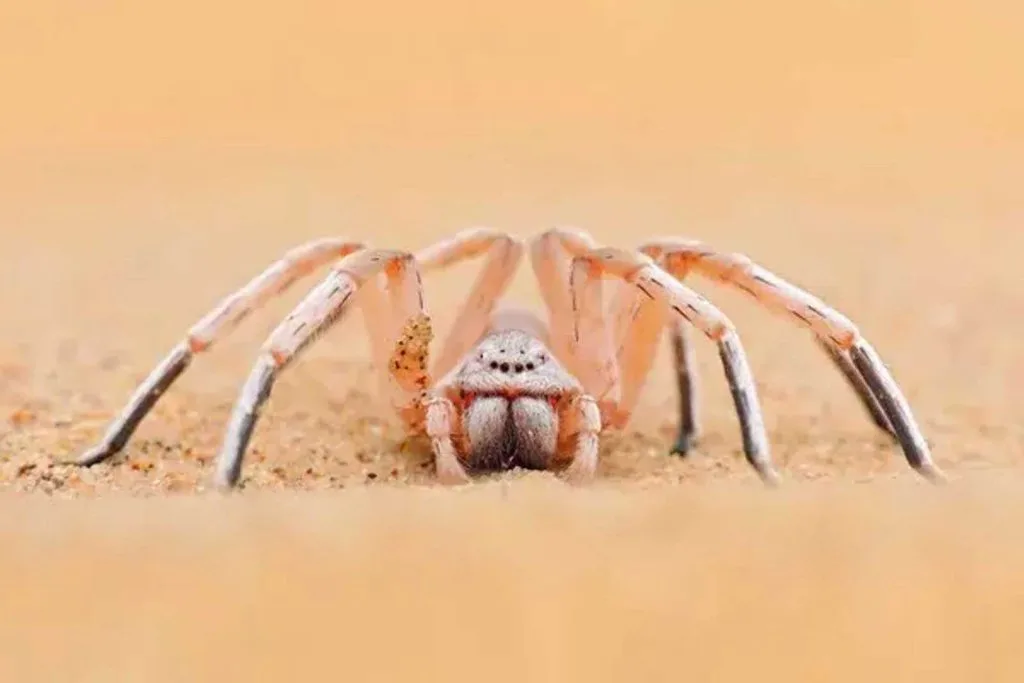 Tarantule au Nevada : observer l'araignée du désert sans la déranger