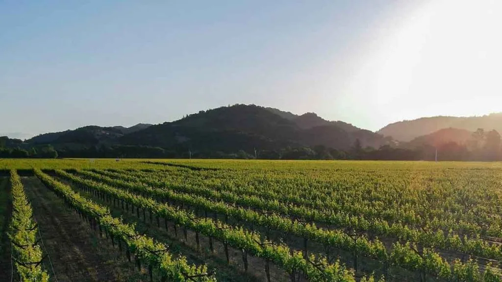 Vins du Nevada : comprendre un petit vignoble du désert sans folklore
