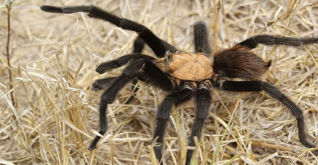 Araignées dans le désert du Mojave : risques réels et idées reçues