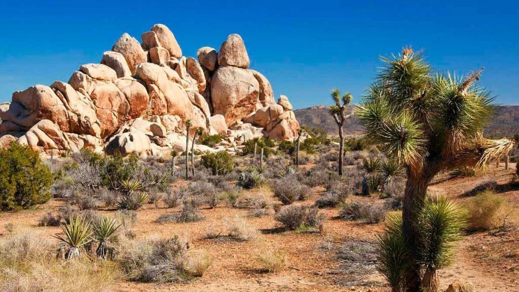 Désert de Mojave : préparer une aventure belle, lente et sûre
