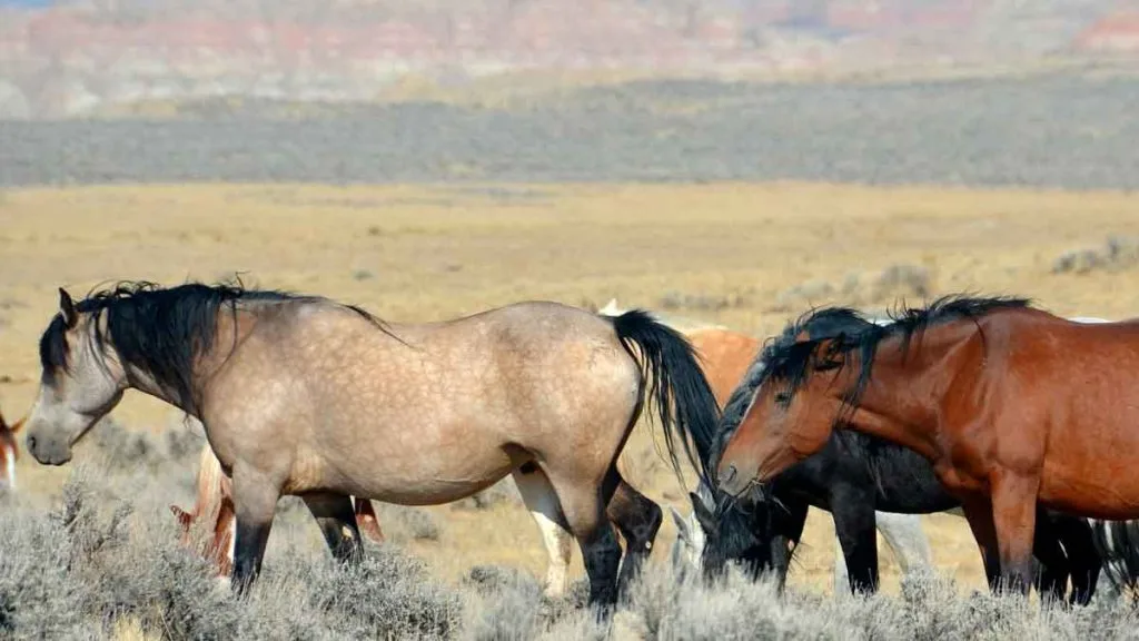 Nevada à cheval : où vivre une randonnée équestre sans cliché