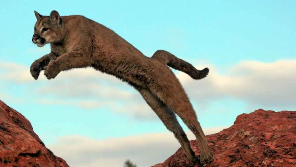 Prédateurs du Nevada : comprendre la faune sans fantasmer le danger