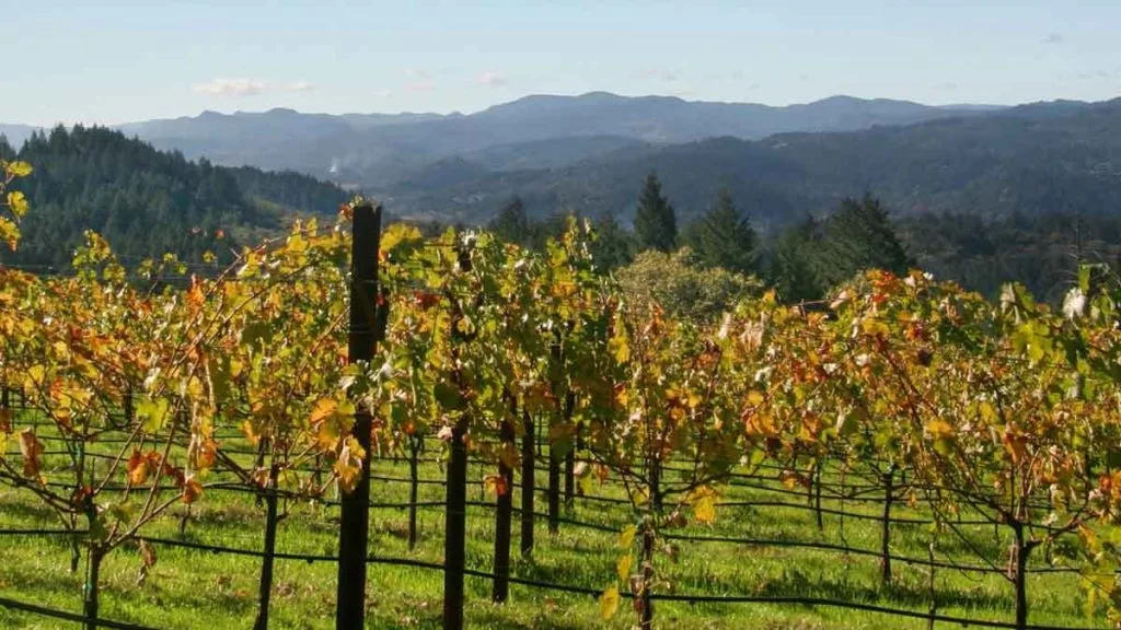 Vignobles du Nevada : où goûter du vin autour de Pahrump et au-delà ?